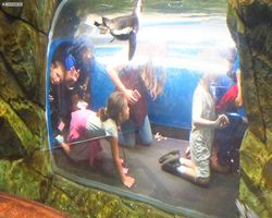 Georgia - Atlanta - Atlanta Aquarium