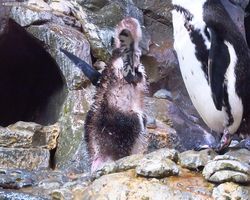 Georgia - Atlanta - Atlanta Aquarium