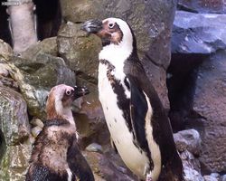 Georgia - Atlanta - Atlanta Aquarium