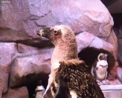 Georgia - Atlanta - Atlanta Aquarium