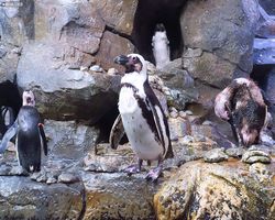 Georgia - Atlanta - Atlanta Aquarium