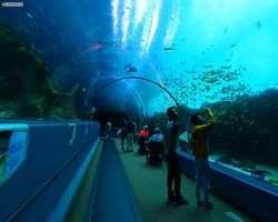 Georgia - Atlanta - Atlanta Aquarium