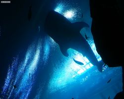 Georgia - Atlanta - Atlanta Aquarium