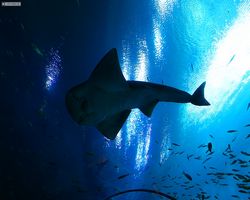 Georgia - Atlanta - Atlanta Aquarium