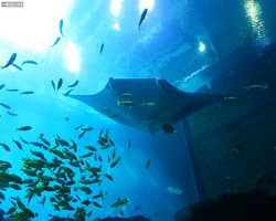 Georgia - Atlanta - Atlanta Aquarium