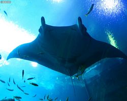 Georgia - Atlanta - Atlanta Aquarium