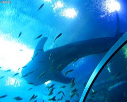 Georgia - Atlanta - Atlanta Aquarium