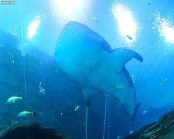 Georgia - Atlanta - Atlanta Aquarium