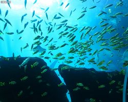 Georgia - Atlanta - Atlanta Aquarium