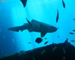 Georgia - Atlanta - Atlanta Aquarium