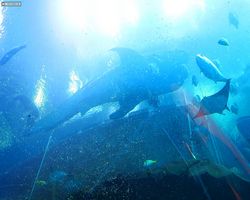 Georgia - Atlanta - Atlanta Aquarium