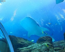 Georgia - Atlanta - Atlanta Aquarium