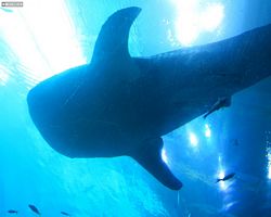 Georgia - Atlanta - Atlanta Aquarium