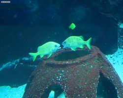 Georgia - Atlanta - Atlanta Aquarium