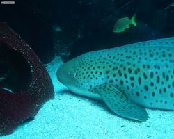 Georgia - Atlanta - Atlanta Aquarium