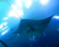 Georgia - Atlanta - Atlanta Aquarium