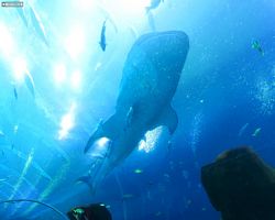 Georgia - Atlanta - Atlanta Aquarium