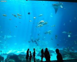 Georgia - Atlanta - Atlanta Aquarium