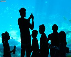 Georgia - Atlanta - Atlanta Aquarium