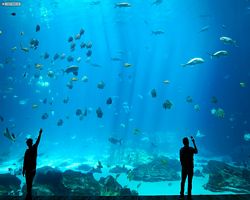 Georgia - Atlanta - Atlanta Aquarium