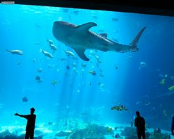 Georgia - Atlanta - Atlanta Aquarium