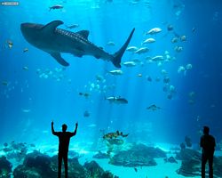 Georgia - Atlanta - Atlanta Aquarium