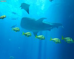 Georgia - Atlanta - Atlanta Aquarium