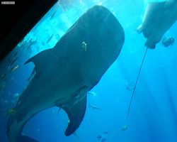 Georgia - Atlanta - Atlanta Aquarium