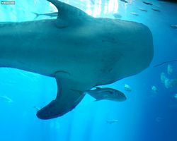 Georgia - Atlanta - Atlanta Aquarium