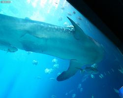 Georgia - Atlanta - Atlanta Aquarium