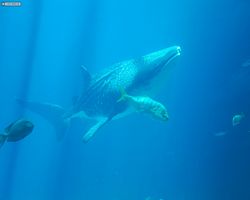 Georgia - Atlanta - Atlanta Aquarium