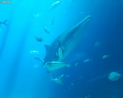 Georgia - Atlanta - Atlanta Aquarium