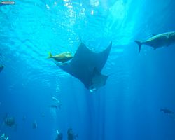 Georgia - Atlanta - Atlanta Aquarium