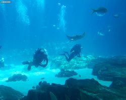 Georgia - Atlanta - Atlanta Aquarium