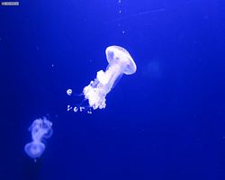 Georgia - Atlanta - Atlanta Aquarium