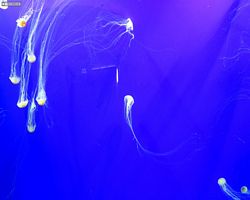 Georgia - Atlanta - Atlanta Aquarium