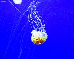 Georgia - Atlanta - Atlanta Aquarium