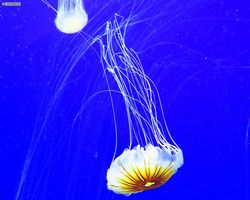 Georgia - Atlanta - Atlanta Aquarium