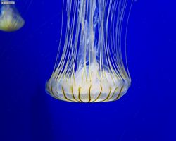 Georgia - Atlanta - Atlanta Aquarium