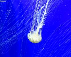 Georgia - Atlanta - Atlanta Aquarium