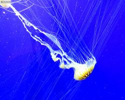 Georgia - Atlanta - Atlanta Aquarium