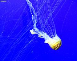 Georgia - Atlanta - Atlanta Aquarium