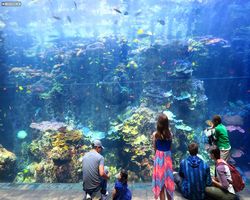 Georgia - Atlanta - Atlanta Aquarium