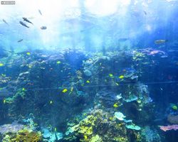 Georgia - Atlanta - Atlanta Aquarium