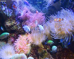 Georgia - Atlanta - Atlanta Aquarium