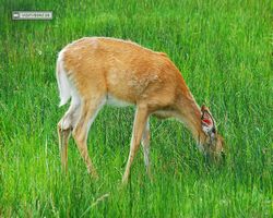 Idaho - Rexburg - Yellowstone Bear World