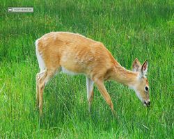 Idaho - Rexburg - Yellowstone Bear World