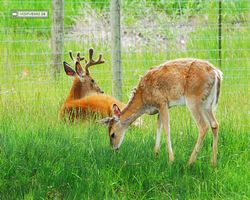 Idaho - Rexburg - Yellowstone Bear World
