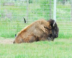 Idaho - Rexburg - Yellowstone Bear World