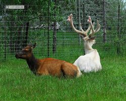 Idaho - Rexburg - Yellowstone Bear World